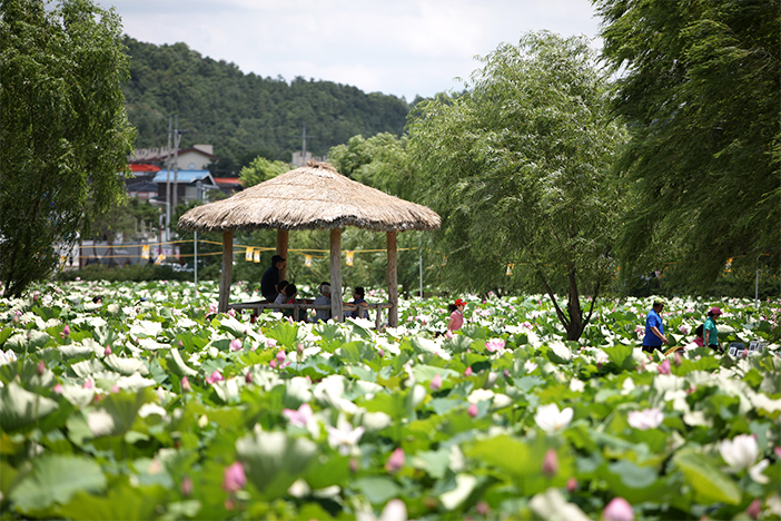 Festival du lotus de Buyeo (aut : Comité d’organisationdu festival de l’étang Gungnamji)