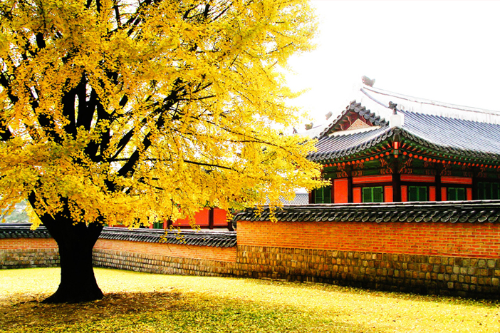Herbst am Palast Gyeongbokgung und in Samcheong-dong