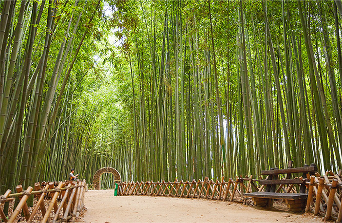 Nationalgarten Taehwagang und Bambuswald Simni