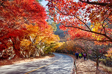 Autumn scenes and Baeyangsa Temple at Naejangsan Mountain