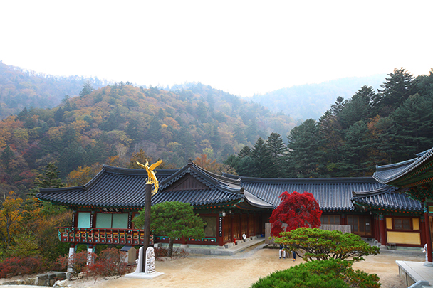 Fir forest and Sangwonsa Temple in fall at Odaesan Mountain