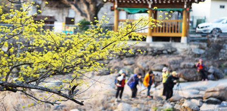 Spring’s First Greeting, Gurye Sansuyu Festival