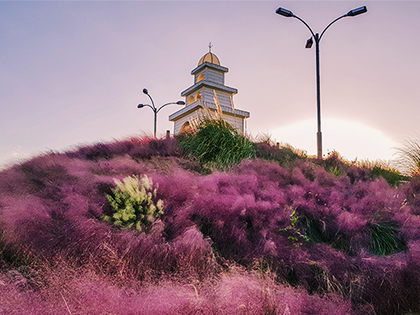 [Jeju, Artstay Seogwipo Harbor] Excitement and pink muhly in Jeju Island