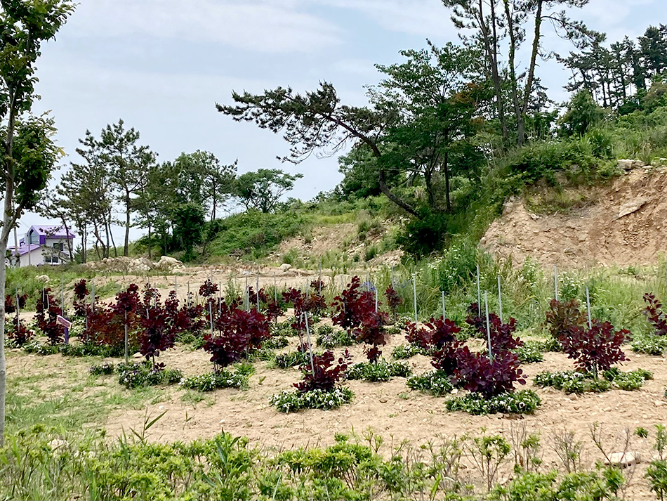 島内の至る所にある紫の植物