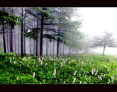 Wild Flowers in Manhangjae Pass