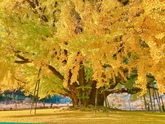 Fall in the Bangye-ri Ginkgo Tree