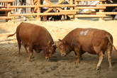 Jinju Bullfighting