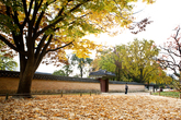 Gyeongbokgung Palace in Autumn