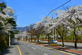 Cherry Blossom in Chuncheon