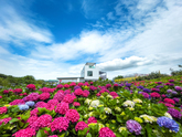 Symbol of Jeju Island's Summer, Hydrangeas