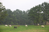 Grazing Area for Jeju Horses