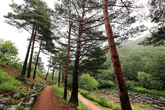 Gangneung Solhyang Arboretum