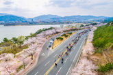 경주벚꽃마라톤대회