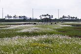 Taepyeong Halophyte Garden Taepyeong Halophyte Garden