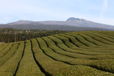 Dosun Tea Plantation