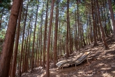 천마산 편백산림욕장