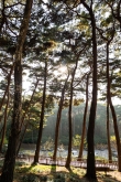 Anmyeondo Island Recreational Forest