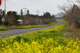 Noksan-ro Mustard Flower Field