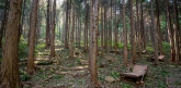 Gubongsan Healing Forest Trail
