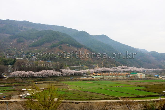 Hwagae 4km Cherry Blossom Road 