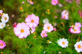 Gangneung Cosmos Festival