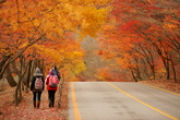Autumn leaves