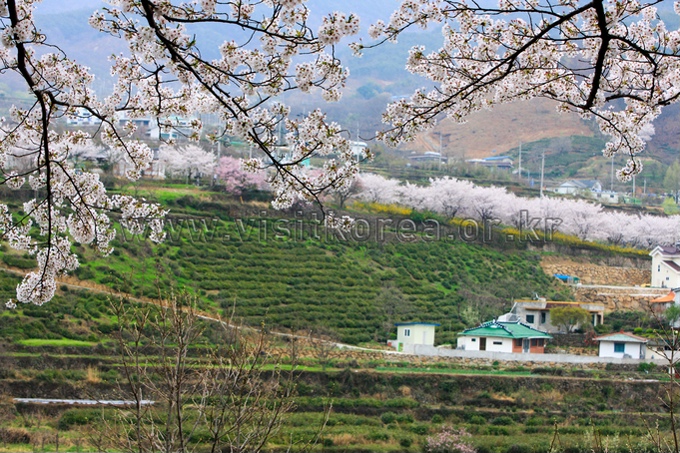 Hwagae 4km Cherry Blossom Road 