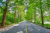 Damyang Metasequoia-lined Road