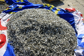Drying Anchovy