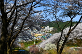 Cherry Blossom in Samcheok