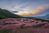 Pink Muhly Grass Sunset