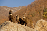 Mountain Goat Family