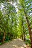 Damyang Metasequoia-lined Road