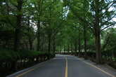 Geumosan Metasequoia Road