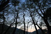 Mulgeon Windbreak Forest, Namhae
