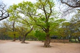 Gyerim Forest