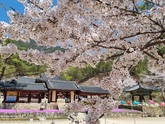 Cherry Blossoms in Cheongpyeongsa Temple