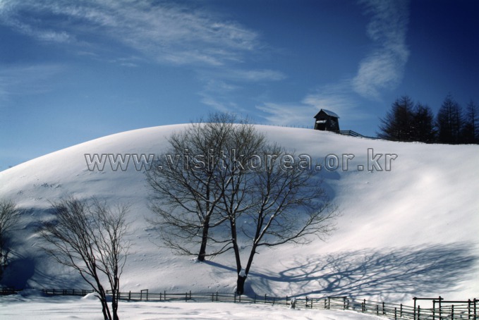 Daegwallyeong Sheep Ranch 