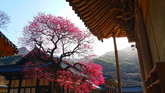 Hwaeomsa Temple and Red Plum Blossoms