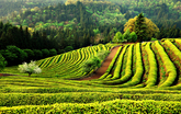 Green Tea Fiel..