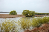 Habitat of Migratory Birds-Junam Reservoir