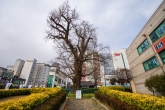 Okcheon-dong Ginkgo Tree Park