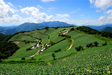 Korean Cabbage Fields in Anbandeok Village