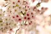 Cherry blossom