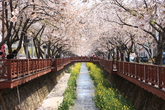 Yeojwacheon Watercourse 