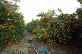 Orange Plantation , jejudo