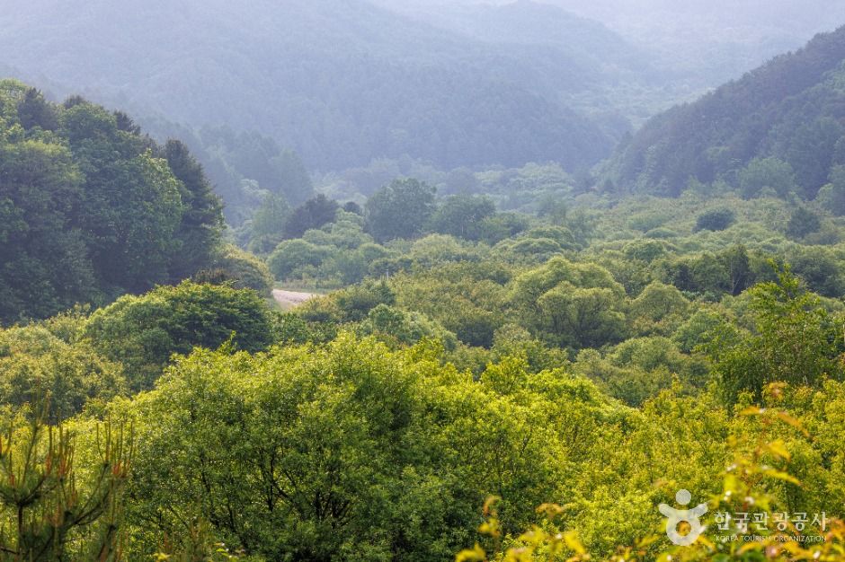 thumbnail-비밀의정원-2