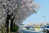 Cherry Blossom in Gangneung