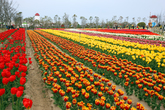 Shinan Tulip Festival