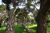 Boeun Pine Tree        